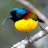 Sunbird